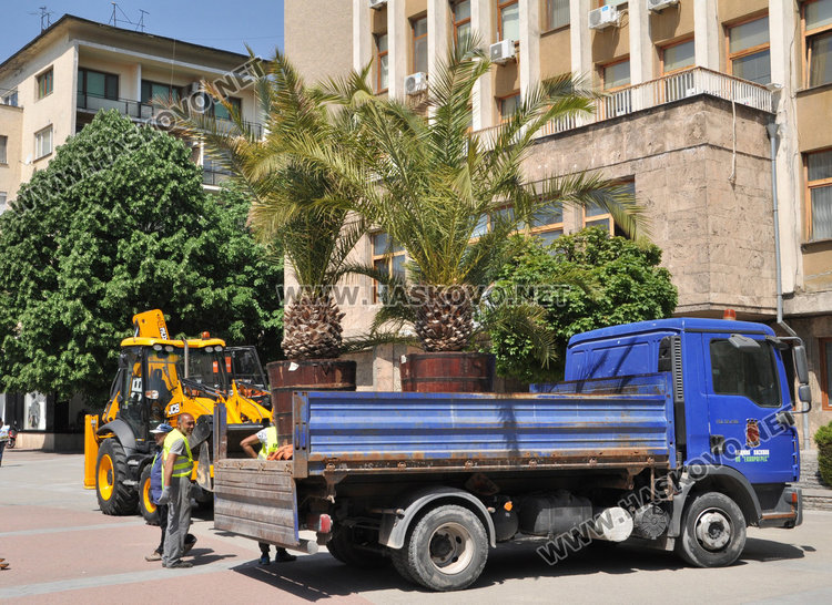 Палмите отново украсиха центъра на Хасково
