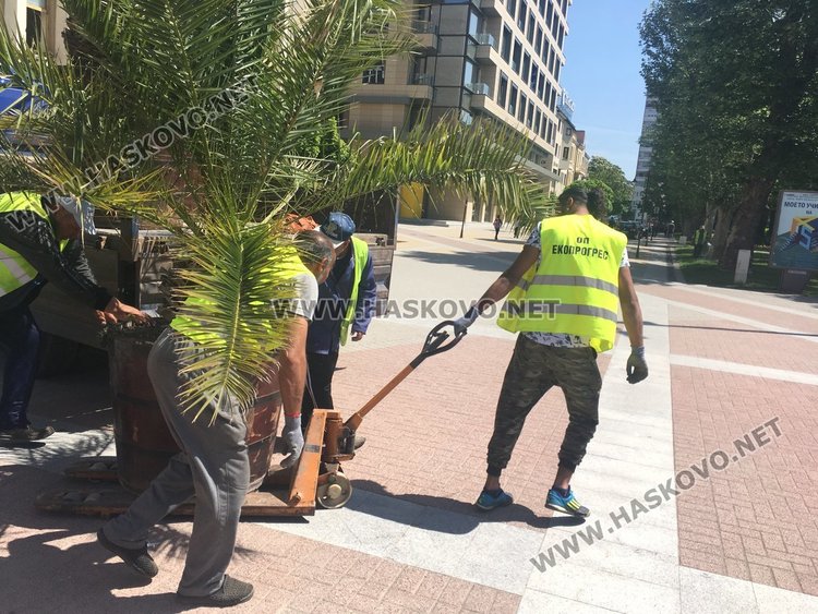 Палмите отново украсиха центъра на Хасково