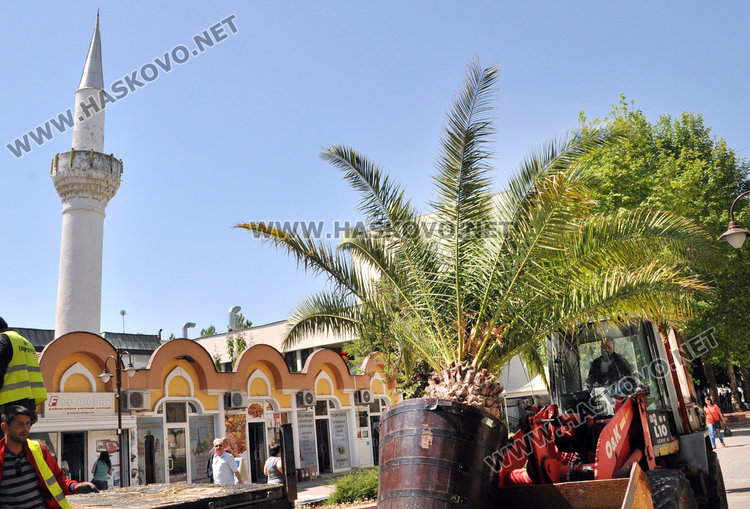 Палмите отново украсиха центъра на Хасково
