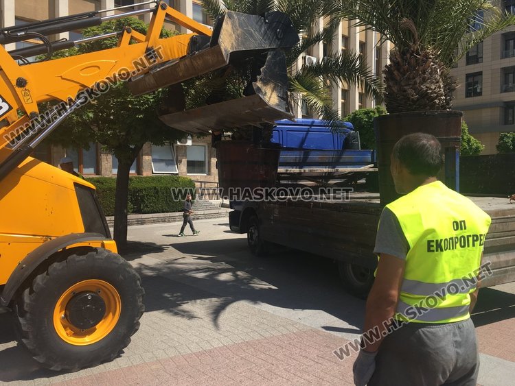 Палмите отново украсиха центъра на Хасково