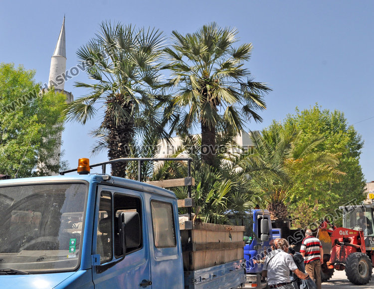 Палмите отново украсиха центъра на Хасково