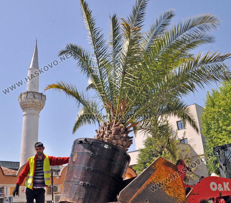 Палмите отново украсиха центъра на Хасково
