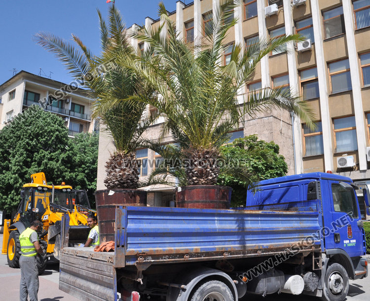 Палмите отново украсиха центъра на Хасково
