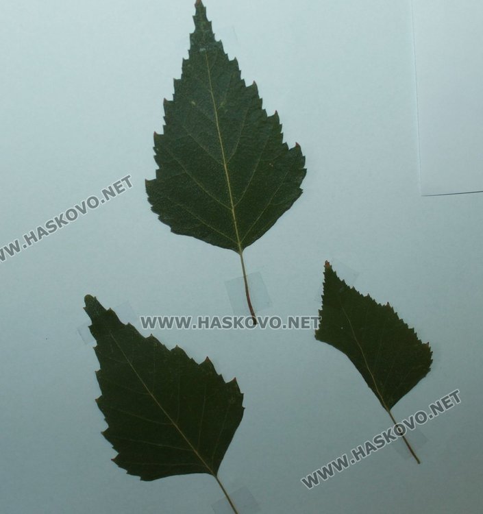 Каравеловци подредиха изложба от цветя и билки