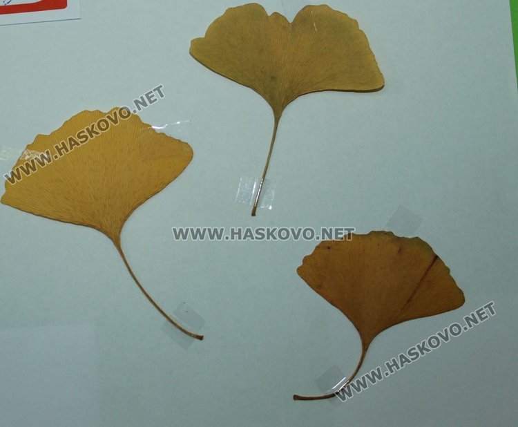 Каравеловци подредиха изложба от цветя и билки