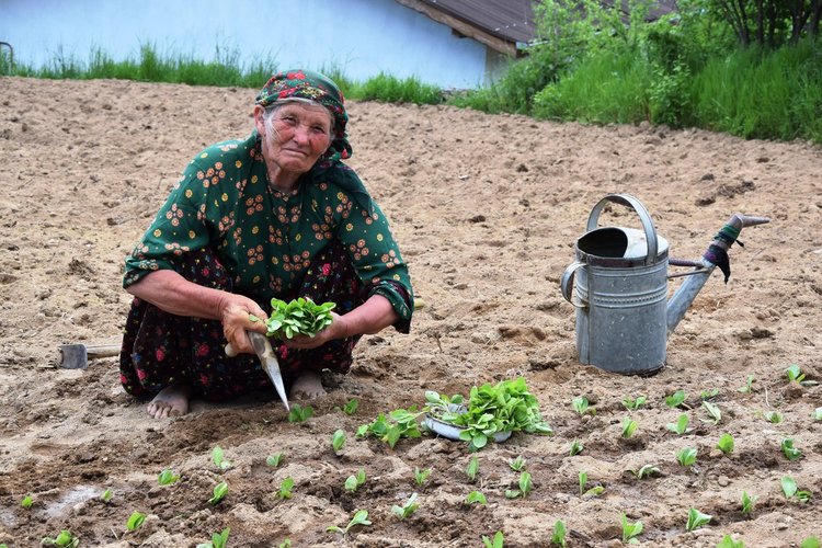 Започна разсаждането на тютюна в Жълтуша