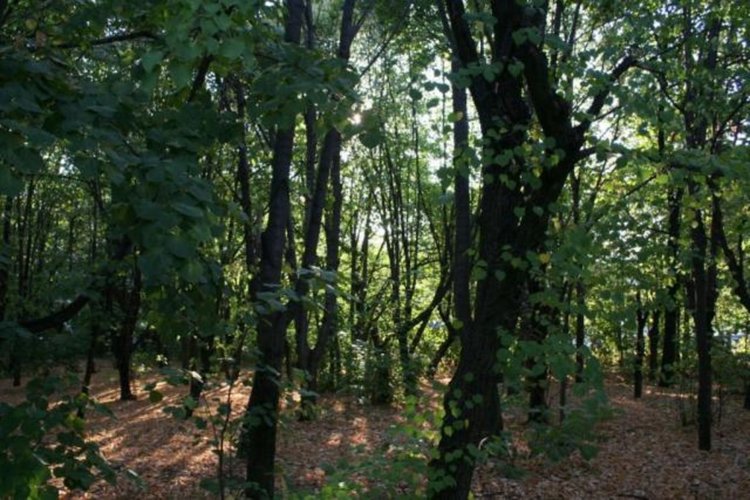 Прибират пчелите заради пръскане срещу набези на листоврътка на Кенана