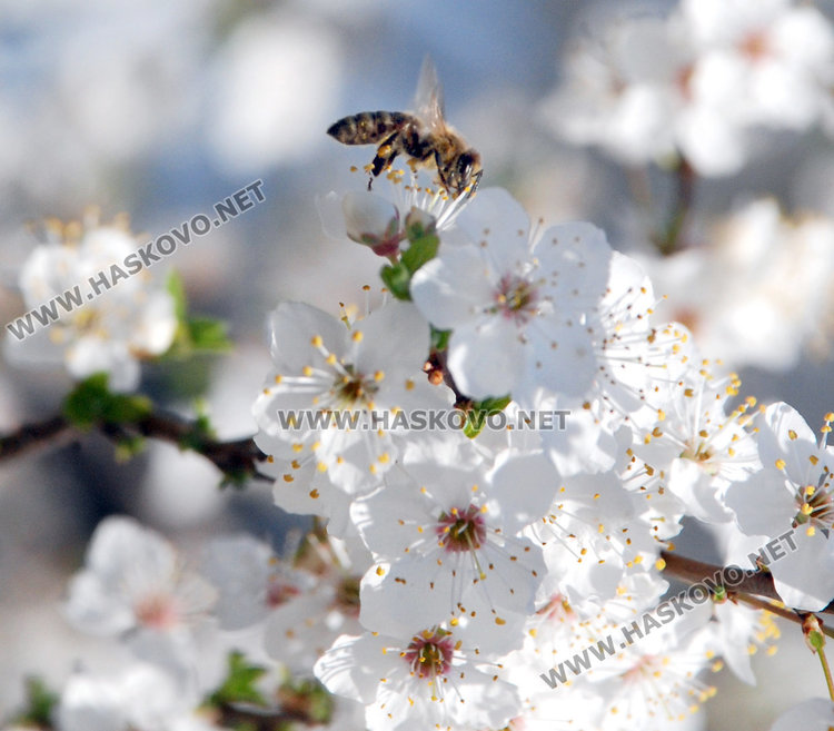 Летни температури през май