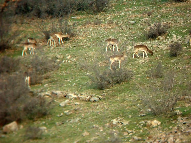Природозащитници се събраха на лагер „Картал“ край яз.“Студен кладенец“