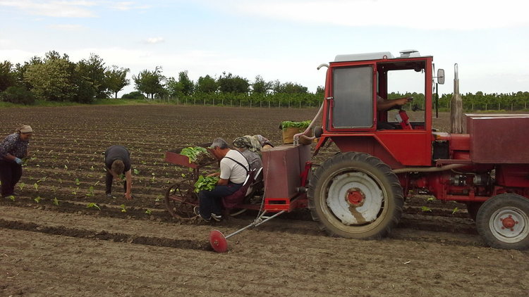Разсадени са около 55% от площите с тютюн, реколта 2017 в България