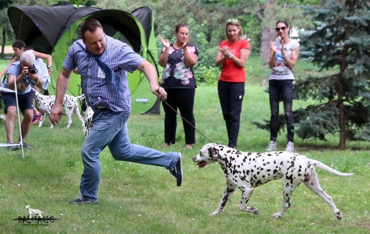 За след година се организира кръгла маса по кучешките въпроси