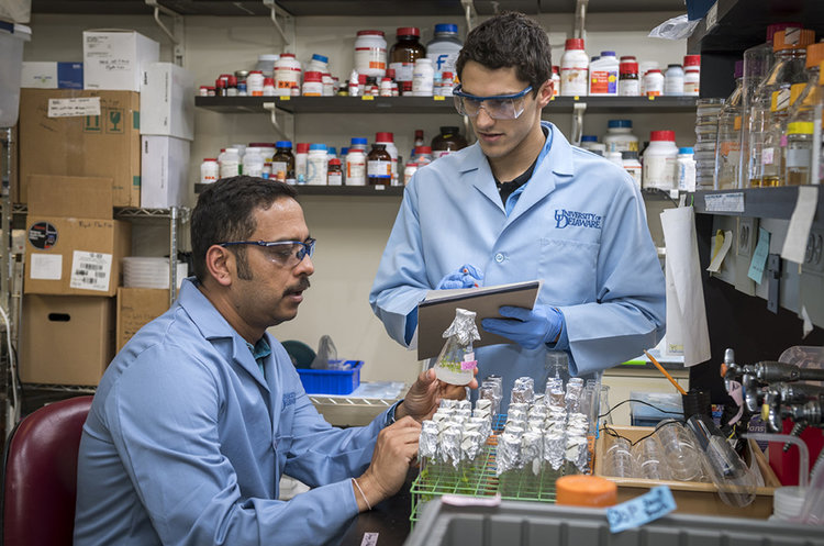 Невероятно! Наранените растения предупреждават съседите си за опасност