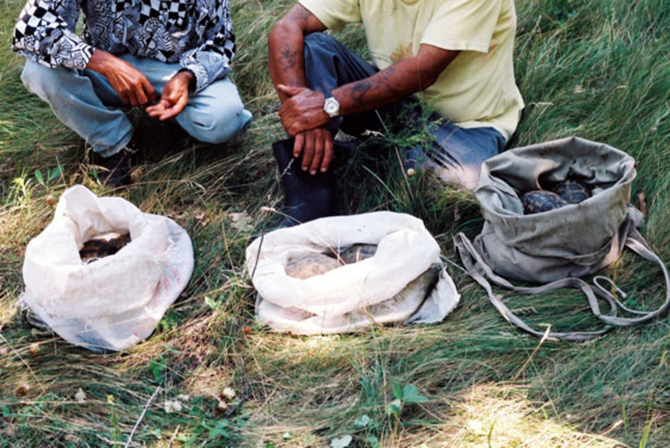 Задържаха бракониери на костенурки,гастрольорите са от Раковски