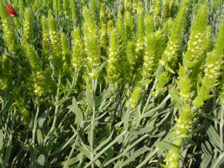 Екоинспекторите погват берачите на Мурсалски чай от естествените находища, глобата стига до 1000 лева 