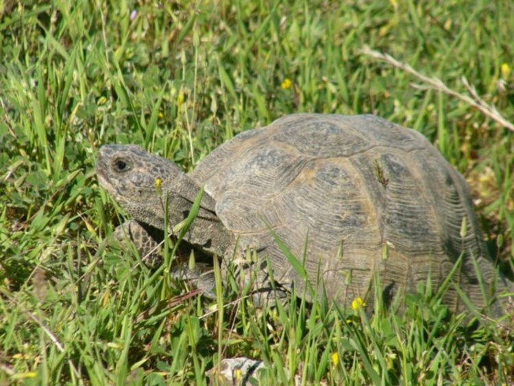Експерти от РИОСВ- Хасково пуснаха в естествена среда 39 сухоземни костенурки,връщат ги в Чернооченско