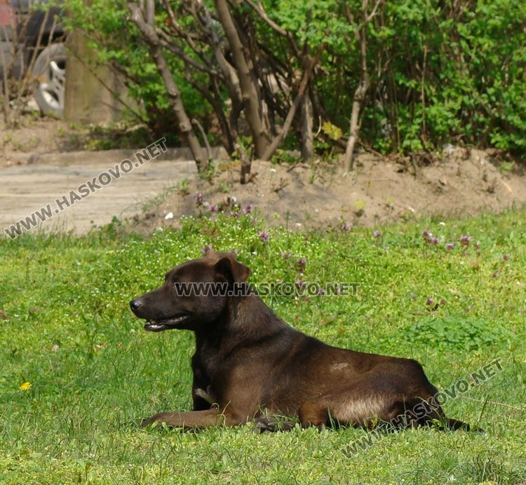 Обработват тревните площи против кърлежи на 30 и 31 май