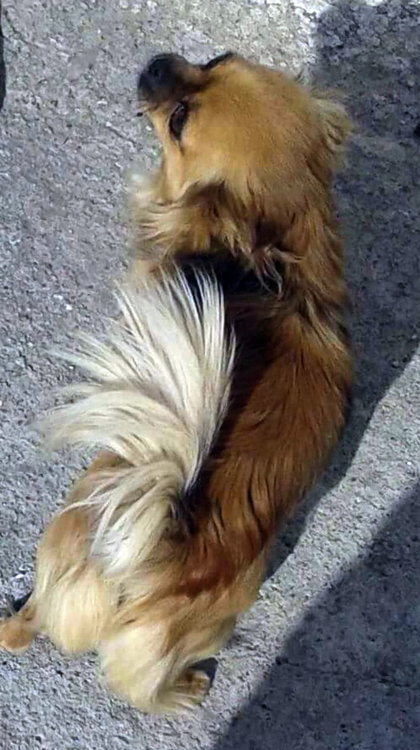 Куче Чихуаху изчезна край Клокотница