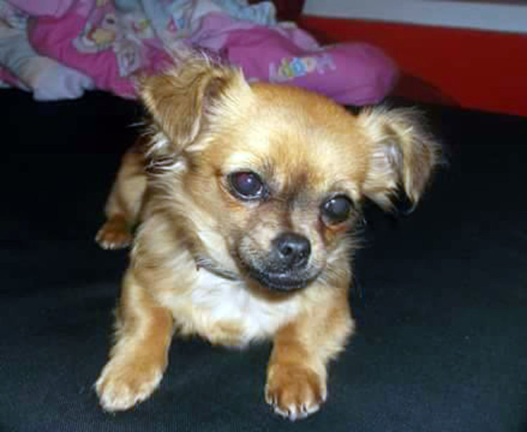 Куче Чихуаху изчезна край Клокотница