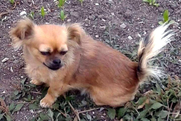 Куче Чихуаху изчезна край Клокотница