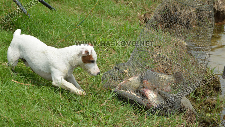 Двама рибари и половина  се забавляват край Черногорово в първия законен ден за риболов