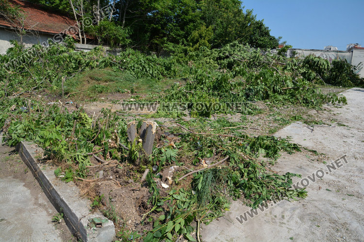 Глобяват хасковлия, изсякъл дузина дървета на ул. “Дунав”