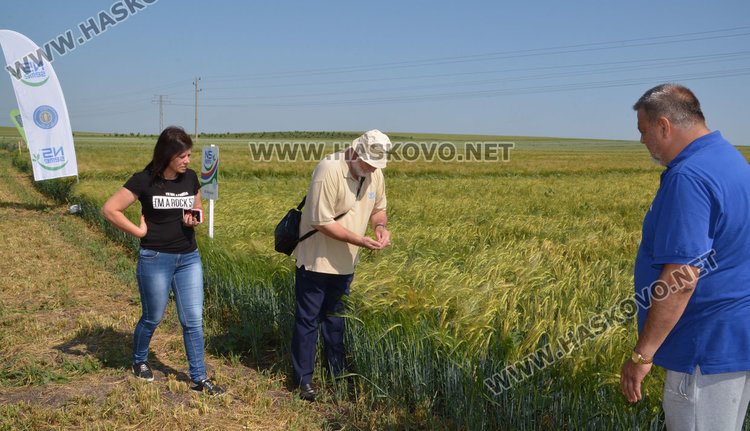 Пробват жито с тройно по-висок добив в Хасковско