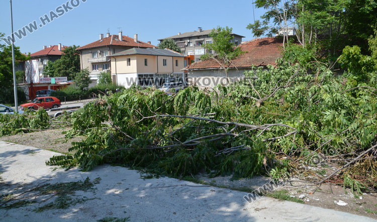 Глобяват хасковлия, изсякъл дузина дървета на ул. “Дунав”