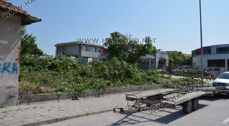 Глобяват хасковлия, изсякъл дузина дървета на ул. “Дунав”