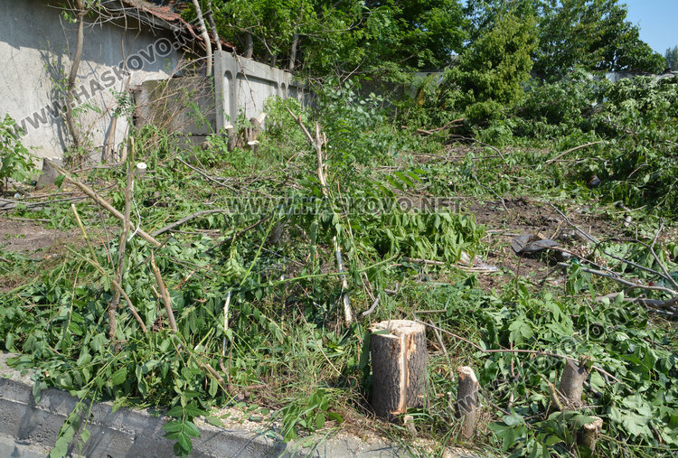 Глобяват хасковлия, изсякъл дузина дървета на ул. “Дунав”