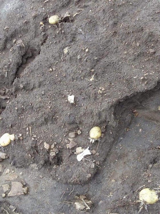 Градушка и порои унищожиха 80 декара с посяти картофи в Момчиловци