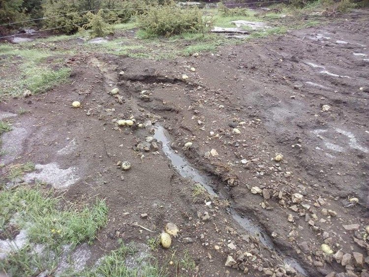 Градушка и порои унищожиха 80 декара с посяти картофи в Момчиловци