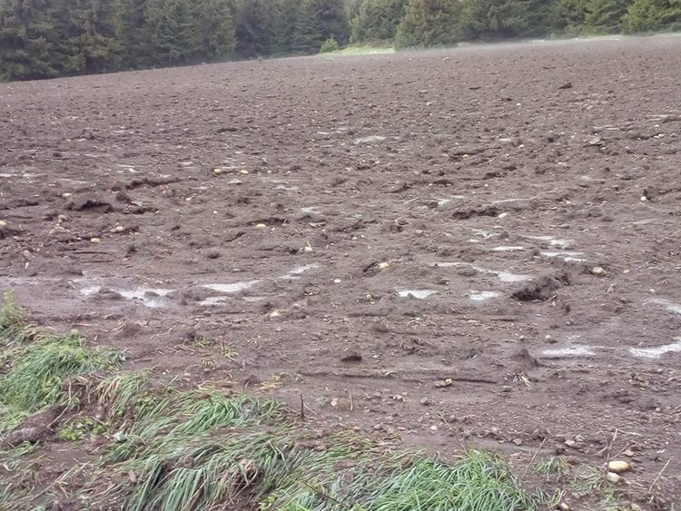 Градушка и порои унищожиха 80 декара с посяти картофи в Момчиловци