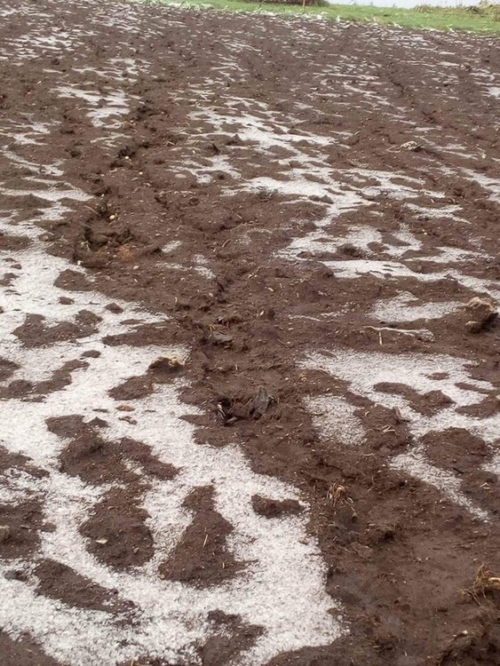 Градушка и порои унищожиха 80 декара с посяти картофи в Момчиловци