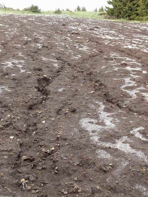 Градушка и порои унищожиха 80 декара с посяти картофи в Момчиловци