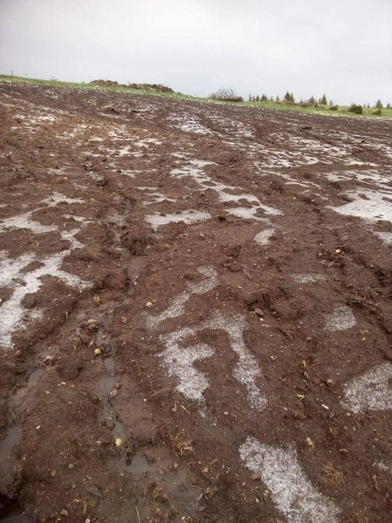 Градушка и порои унищожиха 80 декара с посяти картофи в Момчиловци