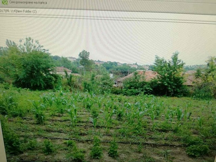 Дядо и внуци отглеждат нива с канабис