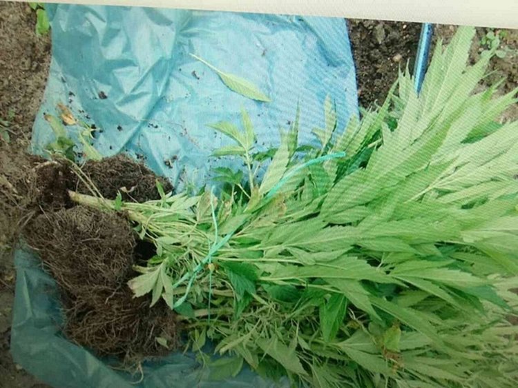 Дядо и внуци отглеждат нива с канабис