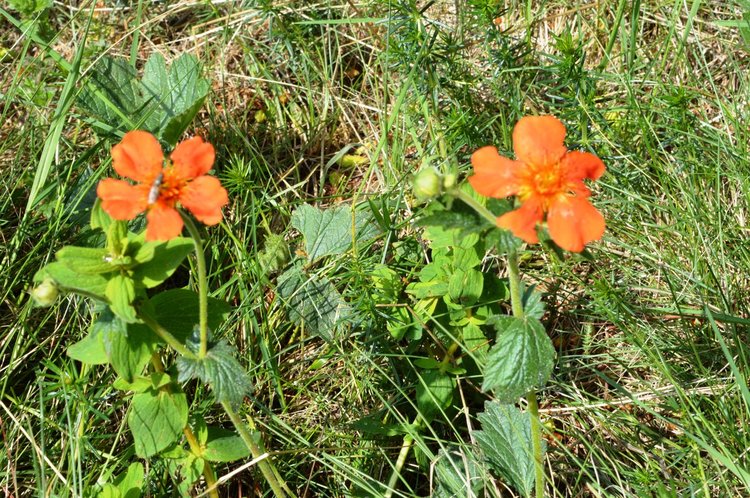 Днес ще е слънчево, температурите се покачват