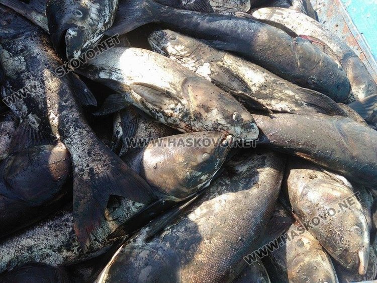 Доброволци и държавни служители удариха бракониерите край Райново