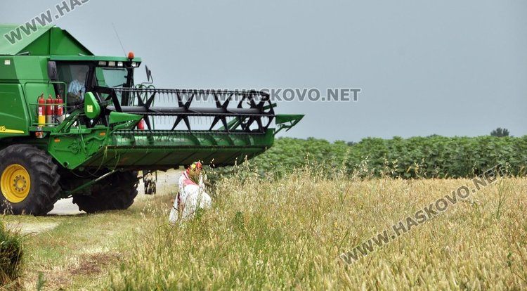 Пшеница вместо ечемик зажънаха първо в димитровградското село Странско 