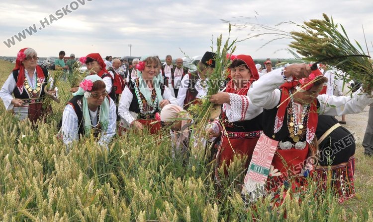 Пшеница вместо ечемик зажънаха първо в димитровградското село Странско 