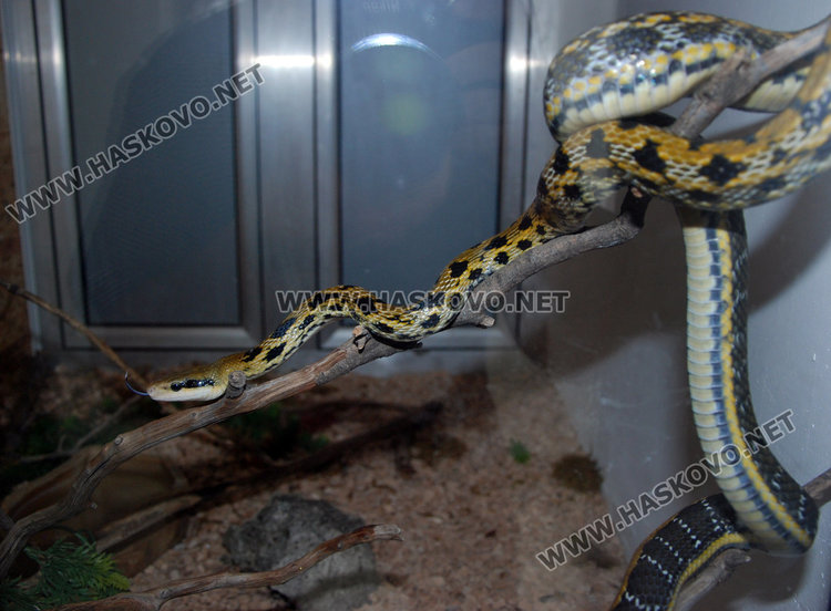 Питонът-бегелец от Минерални бани снесе и мъти над 30 яйца