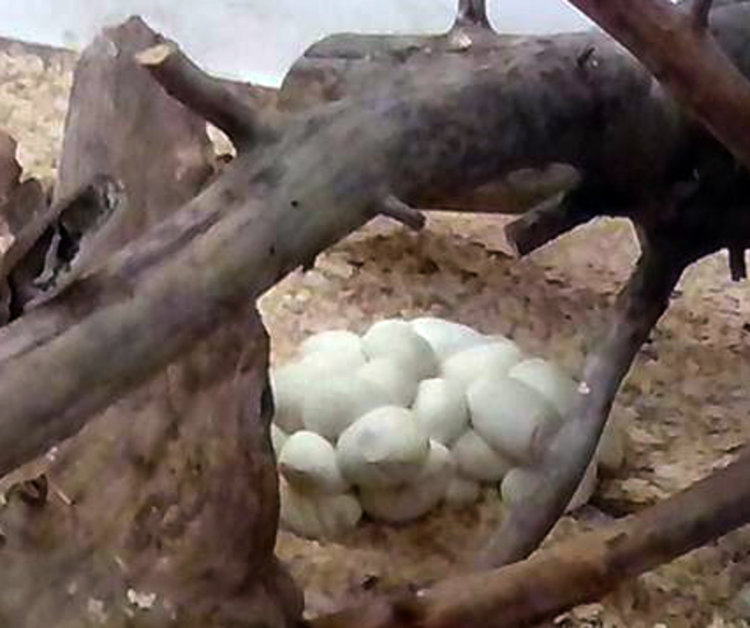 Питонът-бегелец от Минерални бани снесе и мъти над 30 яйца