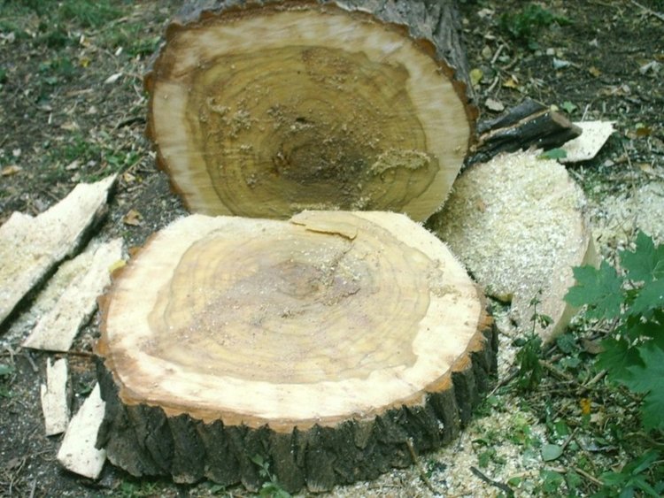 Дърво смаза секач, мъжът почина в кърджалийската болница