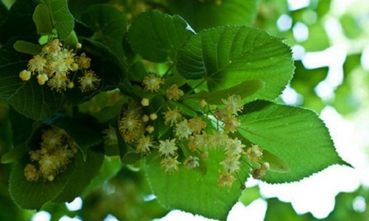 България изнася богатство – безценните билки, търсени на Запад  