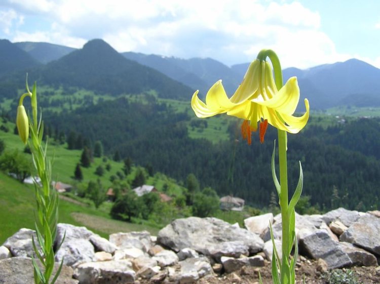 Еньовденски изцеления стартират днес, Фестивалът на дивите цветя продължава до 25 юни