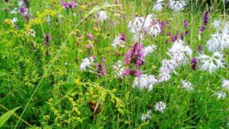 Еньовденски изцеления стартират днес, Фестивалът на дивите цветя продължава до 25 юни