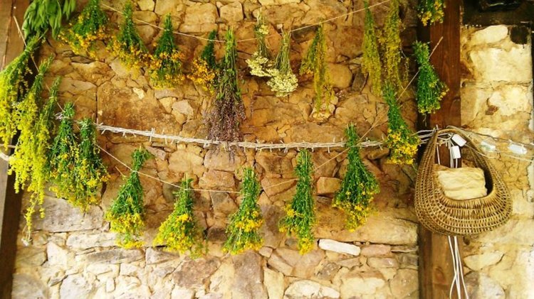 Еньовденски изцеления стартират днес, Фестивалът на дивите цветя продължава до 25 юни