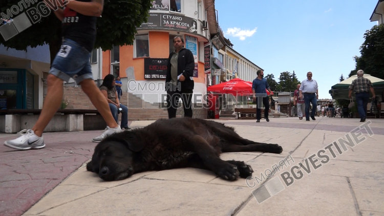 Вълна от гняв заля социалните мрежи след репортаж на еТВ за наредбата за кучетата в Смолян