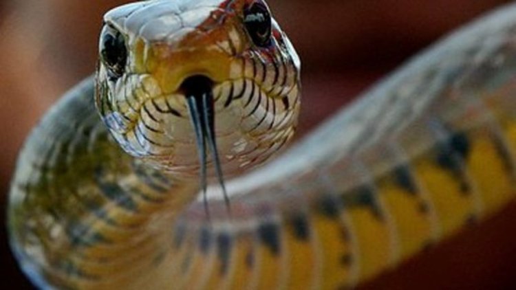 Пожарникари вадиха змии от двор в Смолян и магазин в Девин